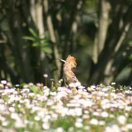 Il Giardino Dell'upupa Apartamento *